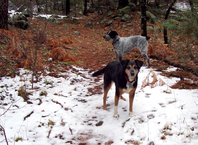 Two Good Dogs