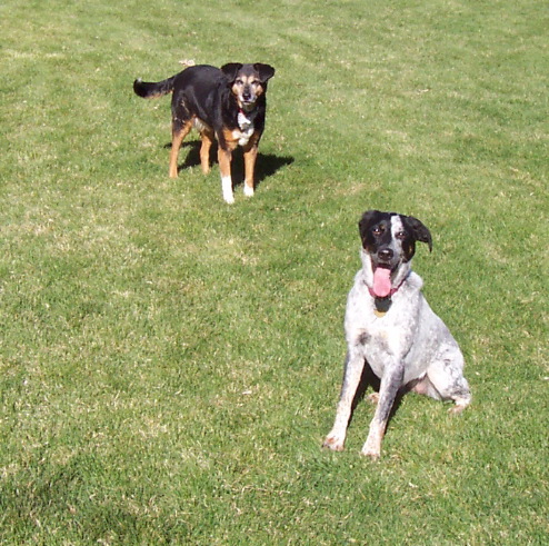 Happy Dogs