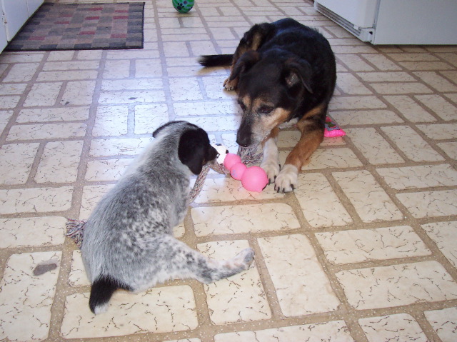 Tug of War