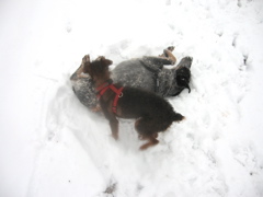 Lexi's Other Favorite Snow Game: Snow Angels